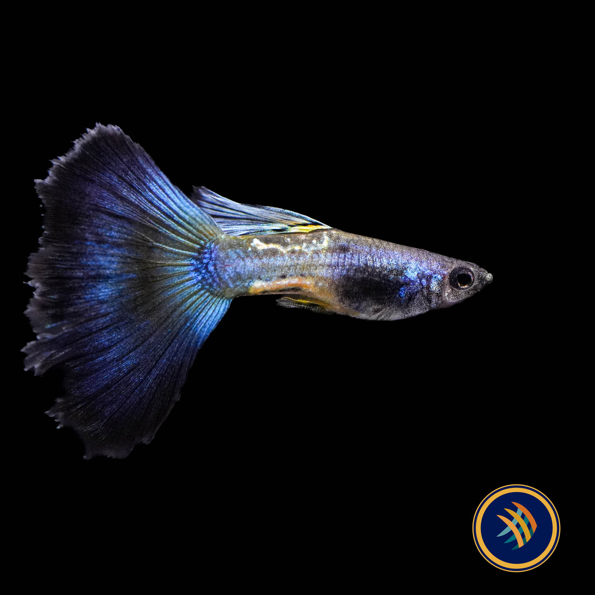Fancy Guppy Pair Metallic Snake Skin Blue Tail  (locally bred)