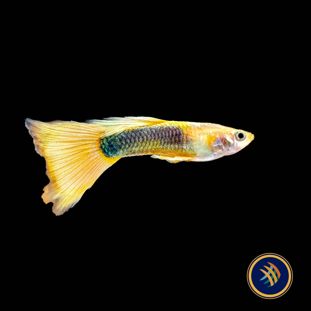 Fancy Guppy Pair 24k Gold Tuxedo | Livebearers | Largest Tropical Fish Selection at Your Local Fish Store