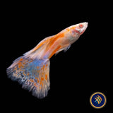 Fancy Guppy Pair Albino Pink Grass (Poecilia reticulata) | Livebearers | Largest Tropical Fish Selection at Your Local Fish Store