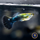 Fancy Guppy Pair - Haritha Golden Crow (Poecilia reticulata) | Livebearers | Largest Tropical Fish Selection at Your Local Fish Store