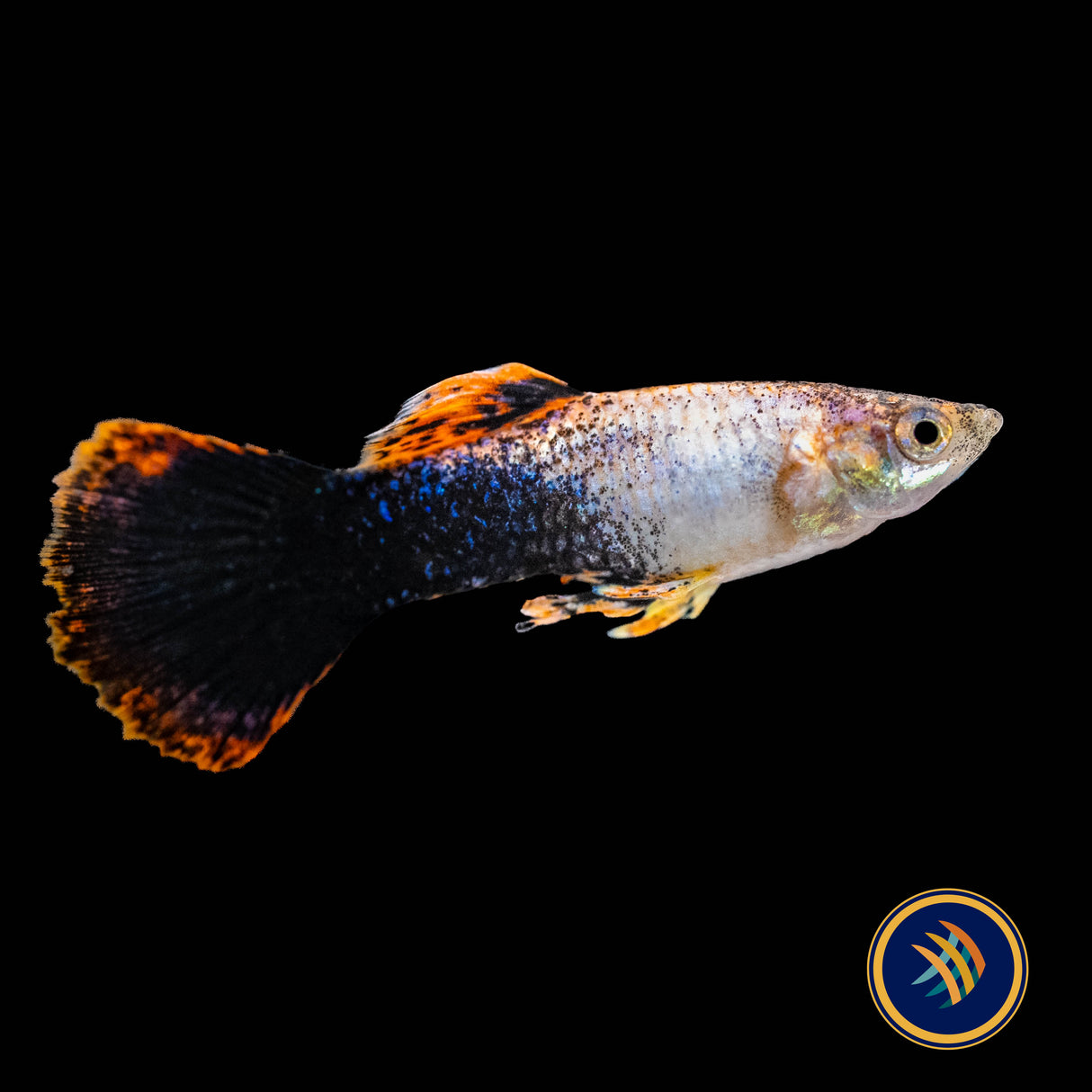 Fancy Guppy Pair - Pink Tuxedo Guppy (Poecilia reticulata) | Livebearers | Largest Tropical Fish Selection at Your Local Fish Store