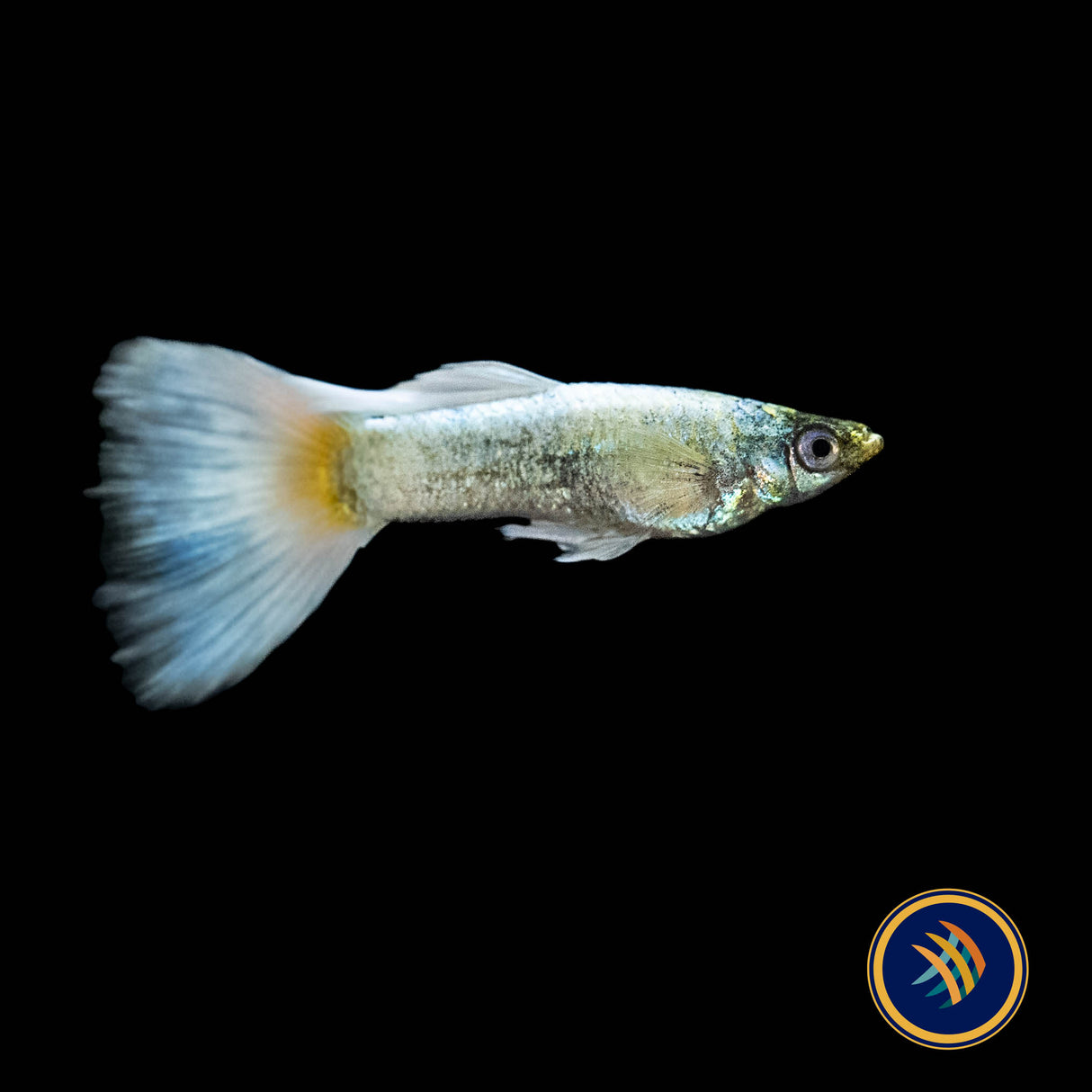 Fancy Guppy Pair Platinum Gold (Poecilia reticulata)