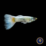 Fancy Guppy Pair Platinum Gold (Poecilia reticulata)