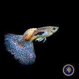Fancy Guppy Pair Red Grass | Livebearers | Largest Tropical Fish Selection at Your Local Fish Store