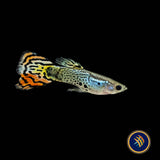 Fancy Guppy Pair Red Leopard (Poecilia reticulata)