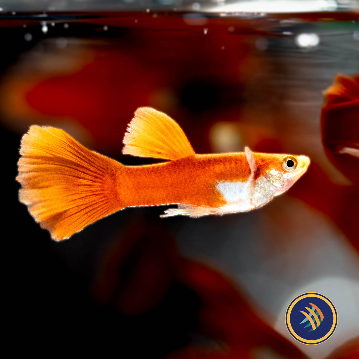 Fancy Guppy Pair - Red Moscow (Poecilia reticulata) | Livebearers | Largest Tropical Fish Selection at Your Local Fish Store