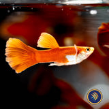 Fancy Guppy Pair - Red Moscow (Poecilia reticulata) | Livebearers | Largest Tropical Fish Selection at Your Local Fish Store