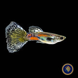 Fancy Guppy Pair - Haritha Black Rimmed Damsel (Poecilia reticulata) | Livebearers | Largest Tropical Fish Selection at Your Local Fish Store