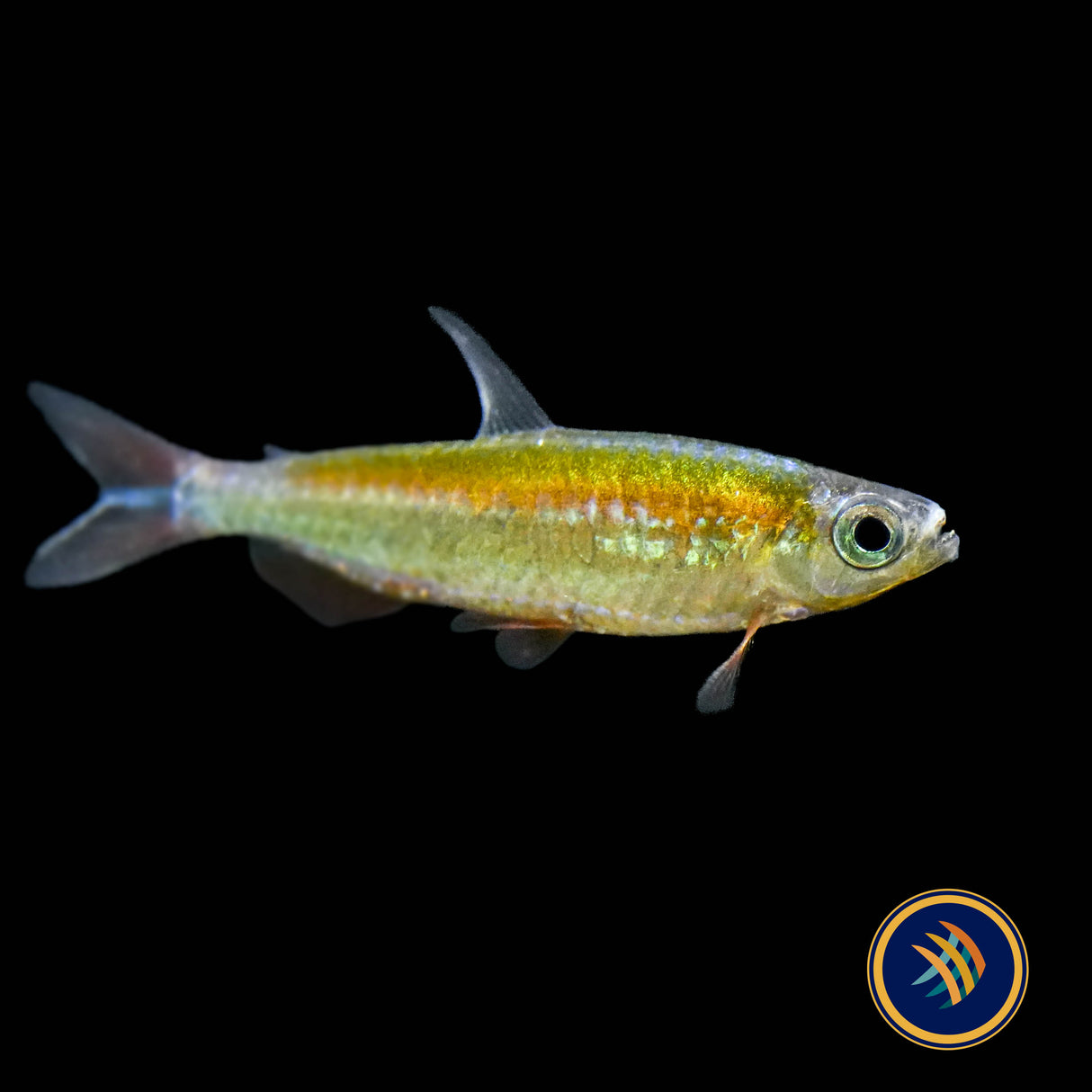 Fantastic Congo Tetra (Wild) (Phenacogrammus sp. “Fantastique” ) Medium - Aquarium Glaser