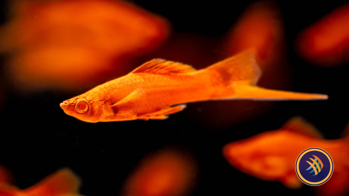 Red Firecracker Swordtail 3.5-4cm | Livebearers | Largest Tropical Fish Selection at Your Local Fish Store