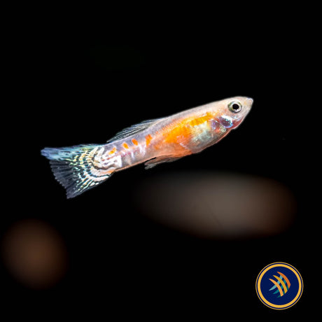 Ginga Rubra Guppy Male  (Poecilia reticulata) - Aquarium Glaser | Livebearers | Largest Tropical Fish Selection at Your Local Fish Store