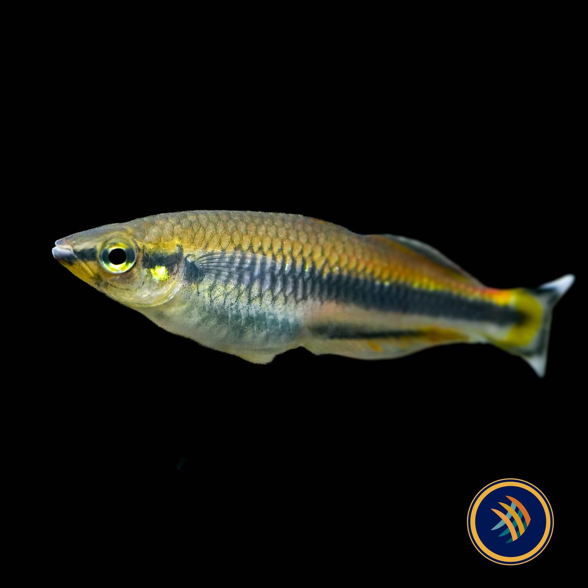Geay's Rainbowfish (Bedotia Geayi) 