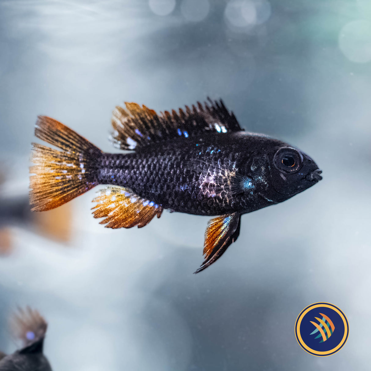 German Black Ram (Mikrogeophagus ramirezi) 3cm+ | Cichlids Badis & Gouramis | Largest Tropical Fish Selection at Your Local Fish Store