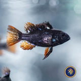 German Black Ram (Mikrogeophagus ramirezi) 3cm+ | Cichlids Badis & Gouramis | Largest Tropical Fish Selection at Your Local Fish Store