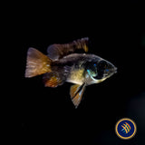German Black Balloon Ram (Mikrogeophagus ramirezi) | Cichlids Badis & Gouramis | Largest Tropical Fish Selection at Your Local Fish Store