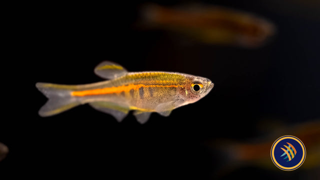 Glowlight Danio (Danio choprai) (Glaser) Rainbowfish Killifish & Danios 