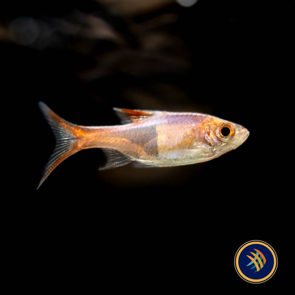 Gold Harlequin Rasbora (Trigonostigma heteromorpha) Large- Aquarium Glaser | Tetras Rasboras & Pencilfish | Largest Tropical Fish Selection at Your Local Fish Store
