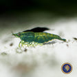 Green Jade Shrimp (A Grade) (Neocaridina davidi)