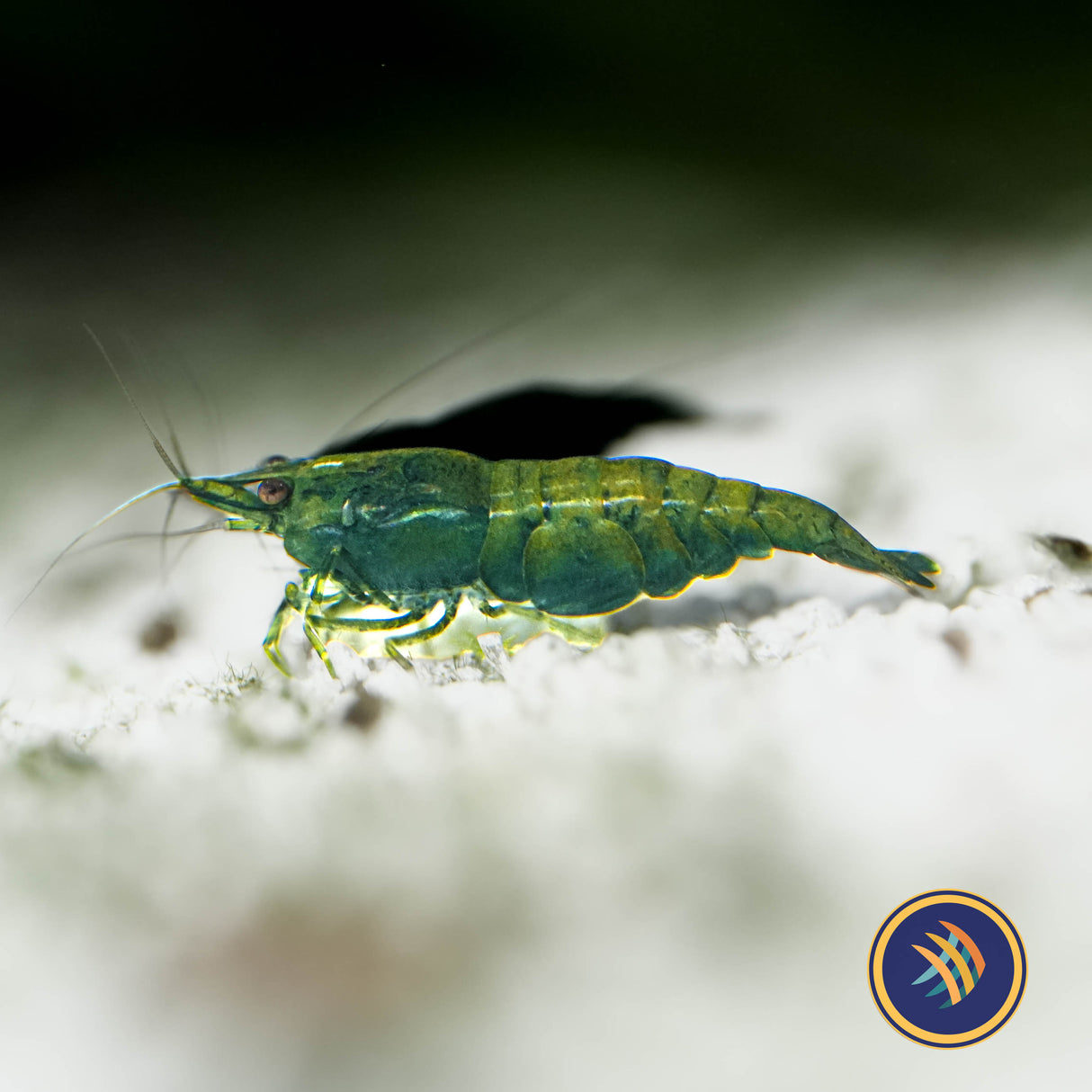 Green Jade Shrimp (A Grade) (Neocaridina davidi)