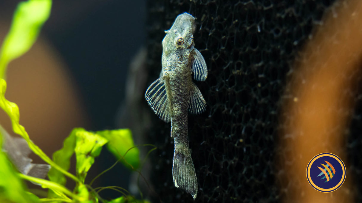 Green Dragon Short-Fin Ancistrus Pleco (PlecoCeramics)