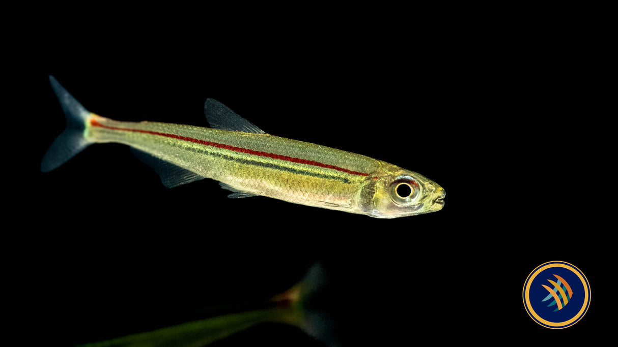 Green Line Lizard Tetra (Iguanodectes spilurus) 5-8cm