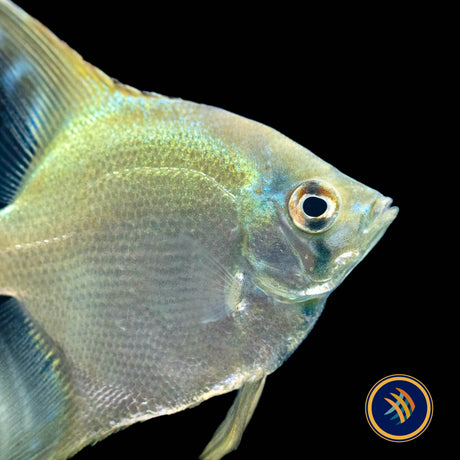 Green Sapphire Angel Fish (Pterophyllum scalare) 4-5cm | Cichlids Badis & Gouramis | Largest Tropical Fish Selection at Your Local Fish Store
