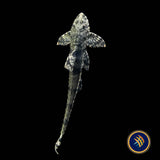 Haseman's Whiptail Catfish (Rineloricaria hasemani)