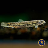 Hasselt’s Sand Loach (Lepidocephalichthys hasselti)