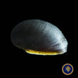 Helmet Nerite Snail (Neritina pulligera) (Aquarium Glaser) | Snails Shrimp Crayfish Crabs | Largest Tropical Fish Selection at Your Local Fish Store