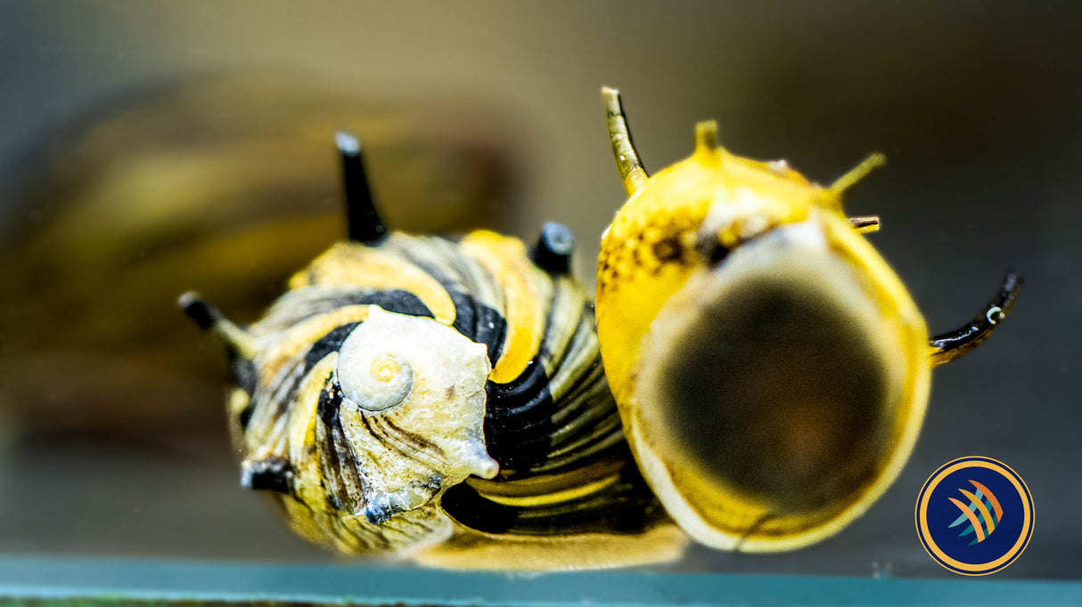 Horned Nerite Snail (Clithon sp.) | Snails Shrimp Crayfish Crabs | Largest Tropical Fish Selection at Your Local Fish Store