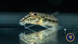 Horseface Loach (Acantopsis choirorhynchos) 5cm | Catfish Loaches & Plecos | Largest Tropical Fish Selection at Your Local Fish Store