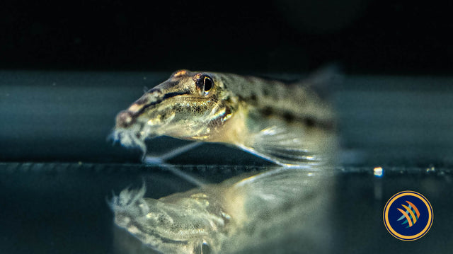 Horseface Loach (Acantopsis choirorhynchos) 5cm | Catfish Loaches & Plecos | Largest Tropical Fish Selection at Your Local Fish Store