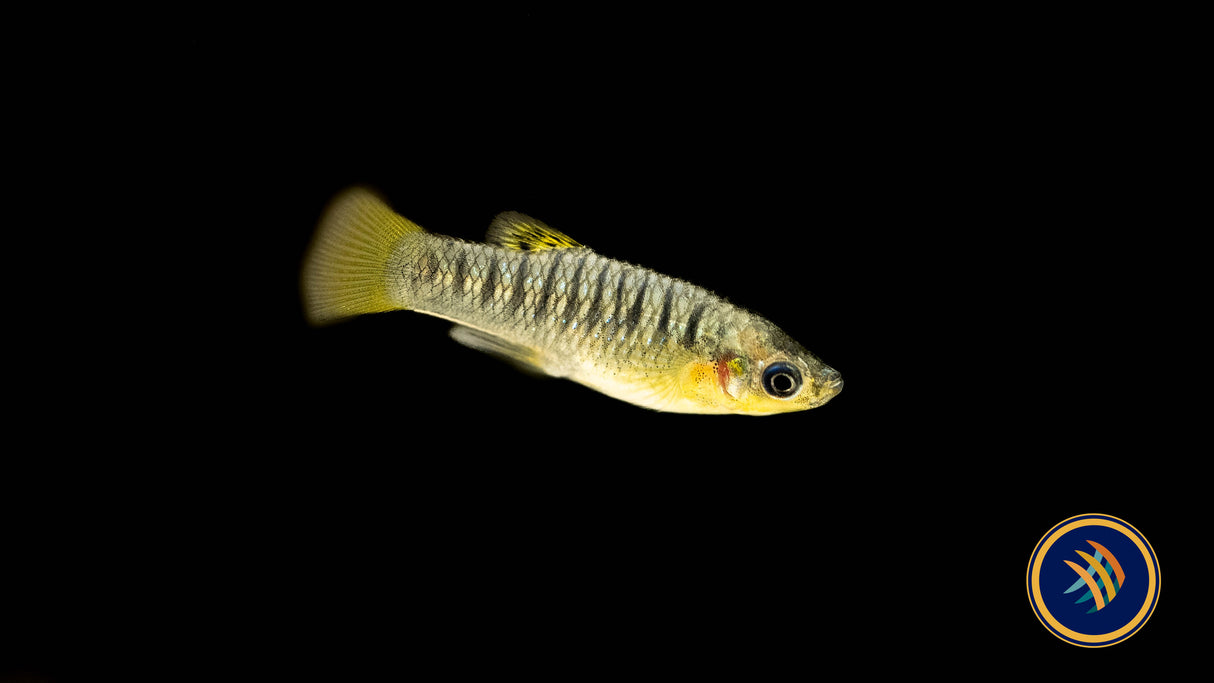 Humpbacked Limia (Limia nigrofasciata) Aquarium Glaser