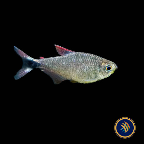 Junior Tetra (Hyphessobrycon robustulus) 