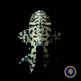 L236 Super White Hypancistrus Pleco (PlecoCeramics)