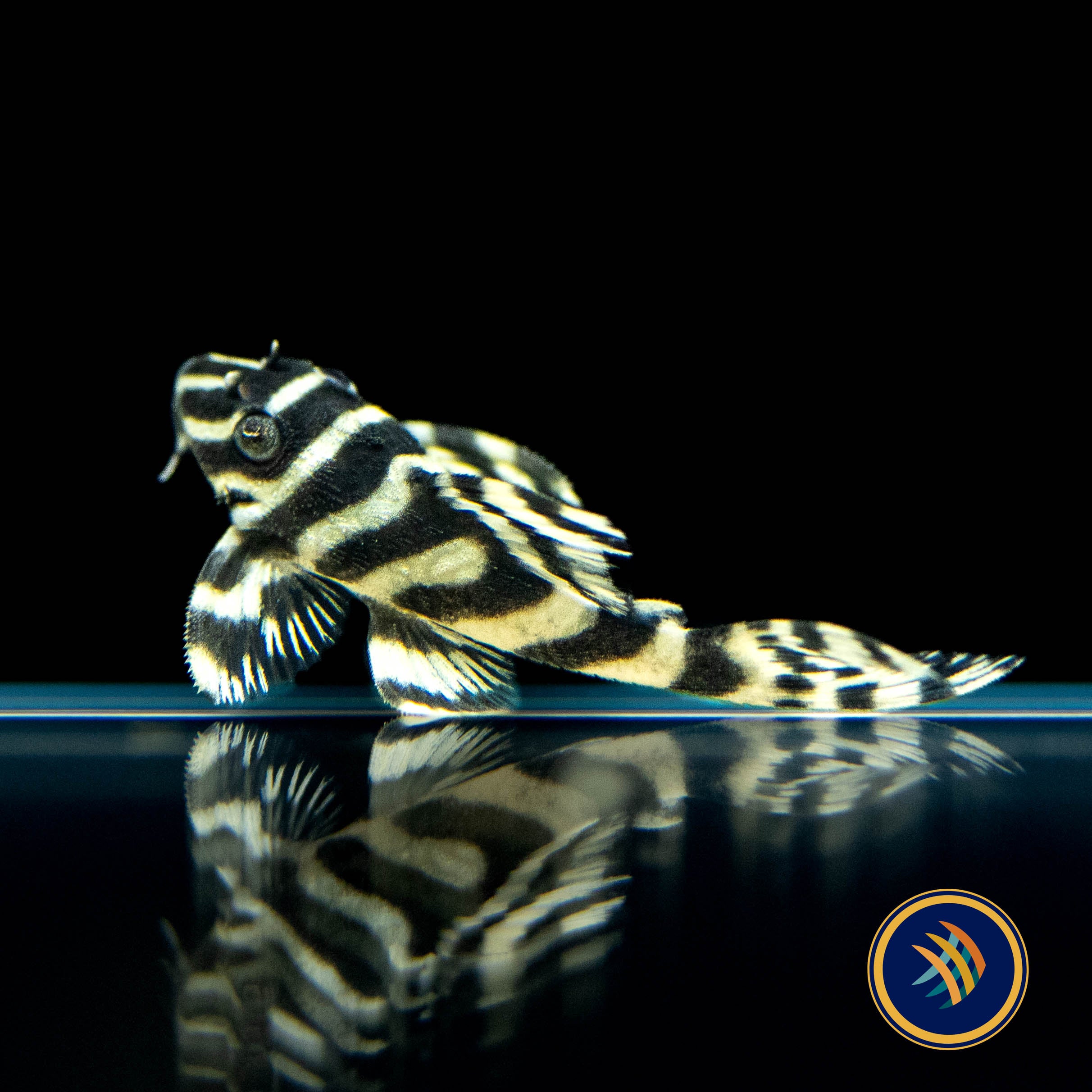 Buy L333 Hypancistrus Gold Grade A Pleco (Plecoceramics) Online