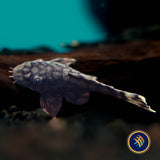 L519 Ancistrus Rio Itenez Pleco