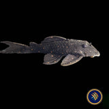 LDA031 Mustard Spot Pleco (Panaqolus albomaculatus)