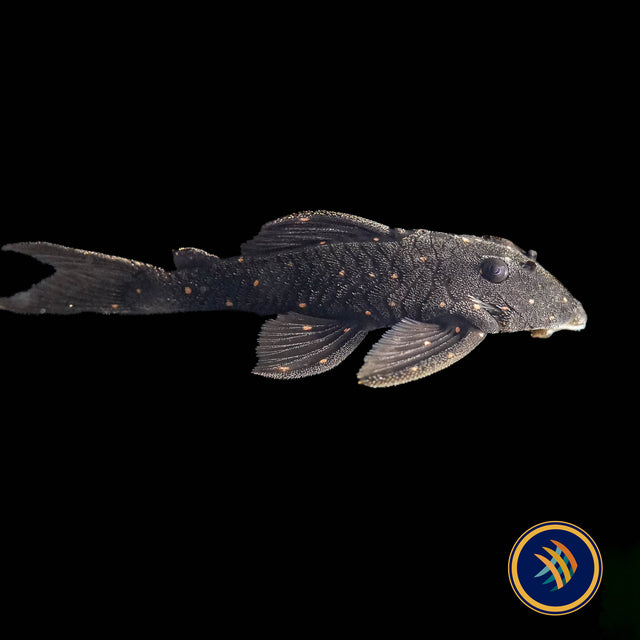 LDA031 Mustard Spot Pleco (Panaqolus albomaculatus)