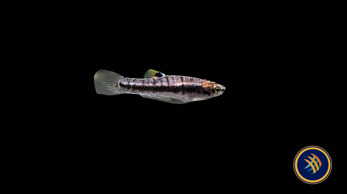 Least Killifish (Heterandria formosa)