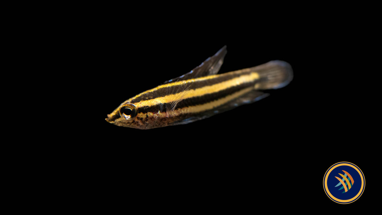 Linkei Liquorice Gourami (Parosphromenus linkei) 2.5-3cm | Cichlids Badis & Gouramis | Largest Tropical Fish Selection at Your Local Fish Store