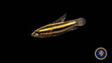 Linkei Liquorice Gourami (Parosphromenus linkei) 2.5-3cm | Cichlids Badis & Gouramis | Largest Tropical Fish Selection at Your Local Fish Store