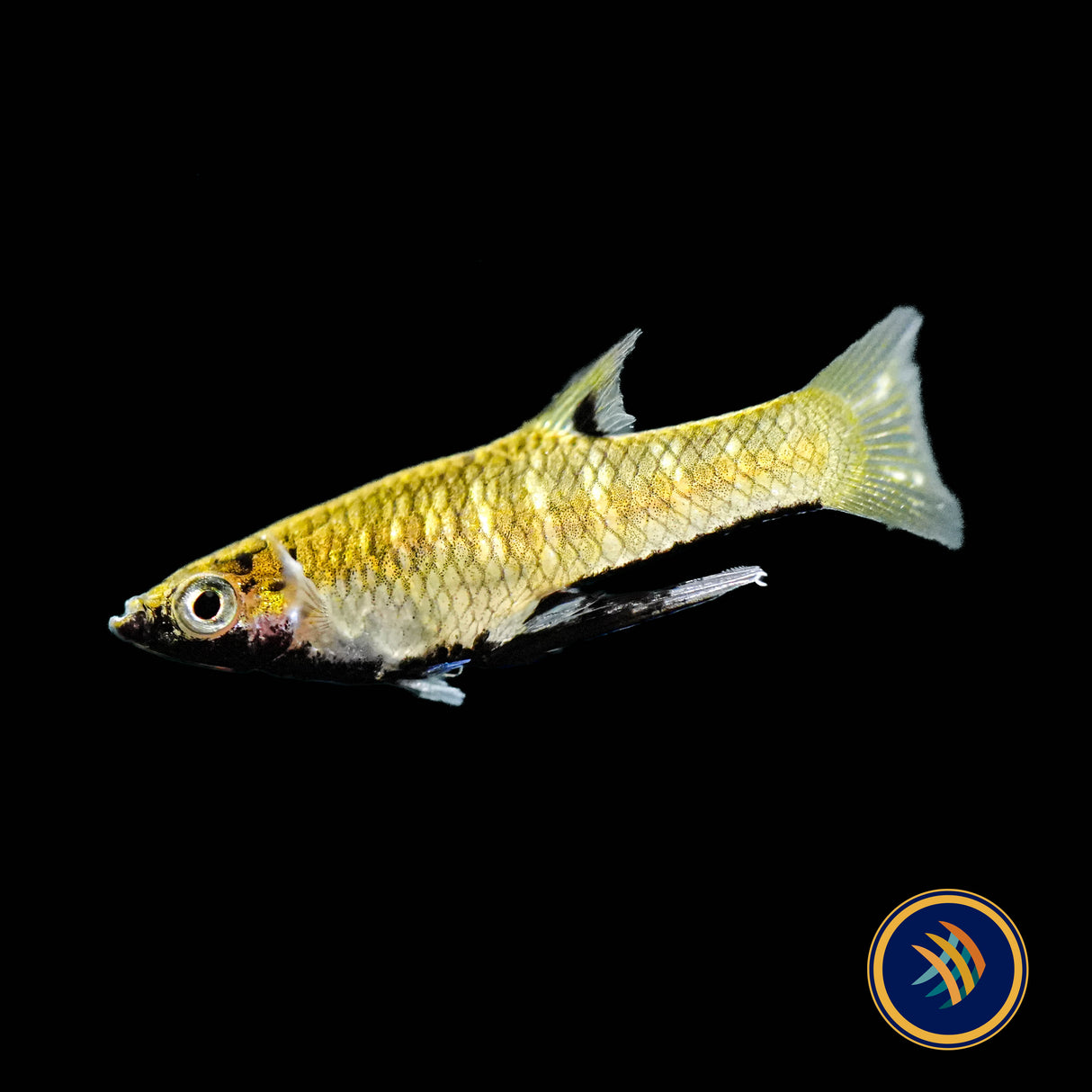 Metallic Livebearer / Black Chin (Girardinus metallicus) Aquarium Glaser Med-Large