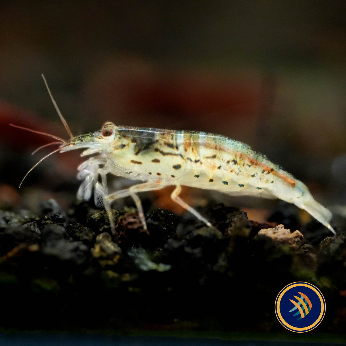 Mini Fan Shrimp (atyoida pilipes)