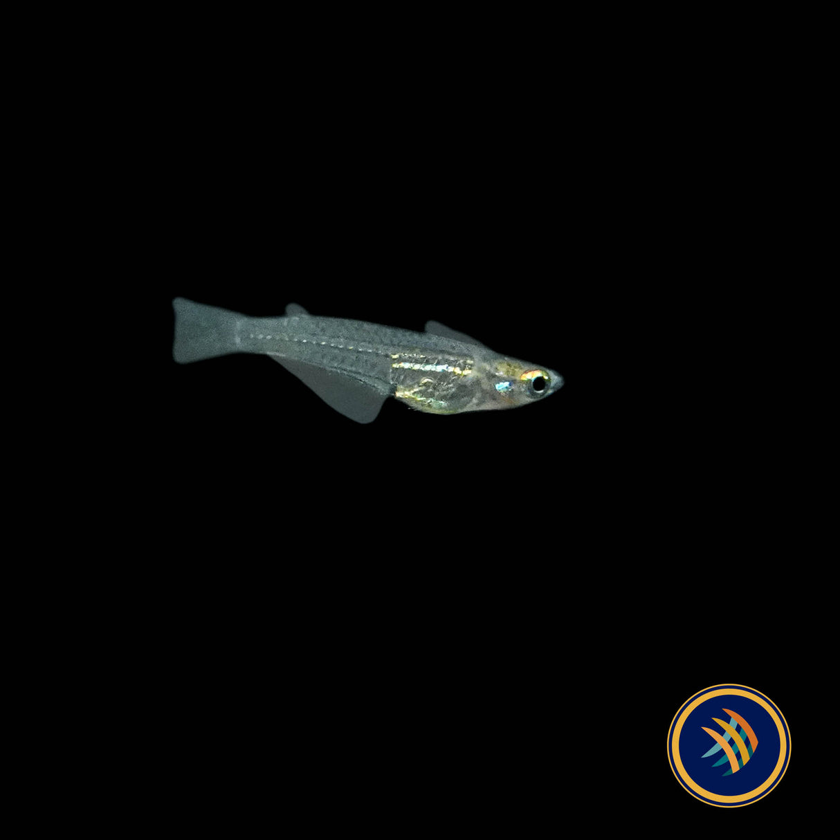 Minute Ricefish (Oryzias minutillus)