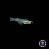 Minute Ricefish (Oryzias minutillus)