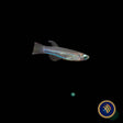 Neon Stripe Lampeye (poropanchax macrophthalmus) 2.5cm | Rainbowfish Killifish & Danios | Largest Tropical Fish Selection at Your Local Fish Store