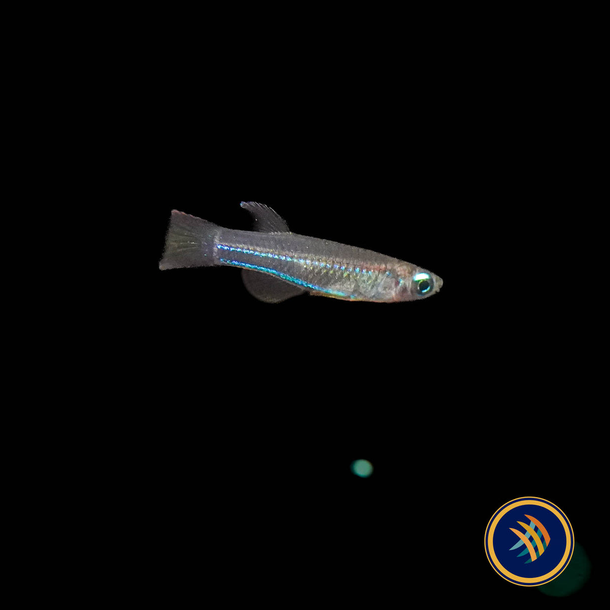 Neon Stripe Lampeye (poropanchax macrophthalmus) 2.5cm | Rainbowfish Killifish & Danios | Largest Tropical Fish Selection at Your Local Fish Store