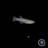 Neon Stripe Lampeye (poropanchax macrophthalmus) 2.5cm | Rainbowfish Killifish & Danios | Largest Tropical Fish Selection at Your Local Fish Store