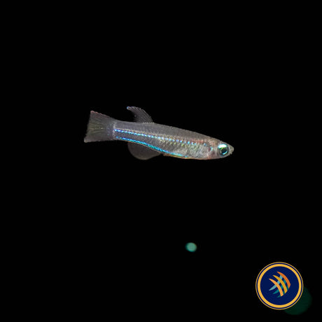 Neon Stripe Lampeye (poropanchax macrophthalmus) 